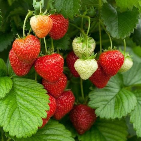 strawberry