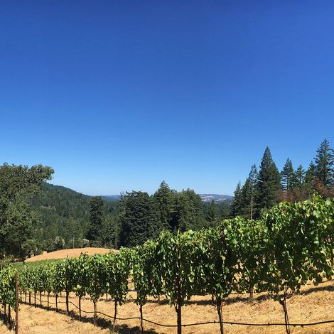 Waist-Mast Vineyard