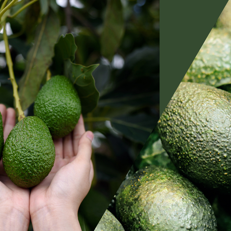 Hass Avocado