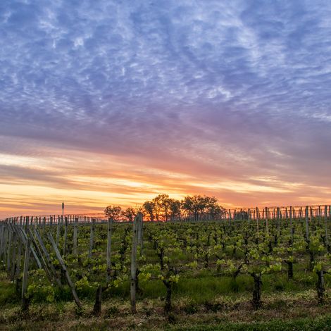 Château Balestard la Tonnelle - Vineyard