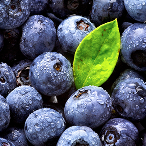 Jasper Wyman and Son Canada - Blueberries
