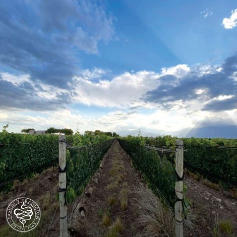 Bodega Nueva California - Vineyard