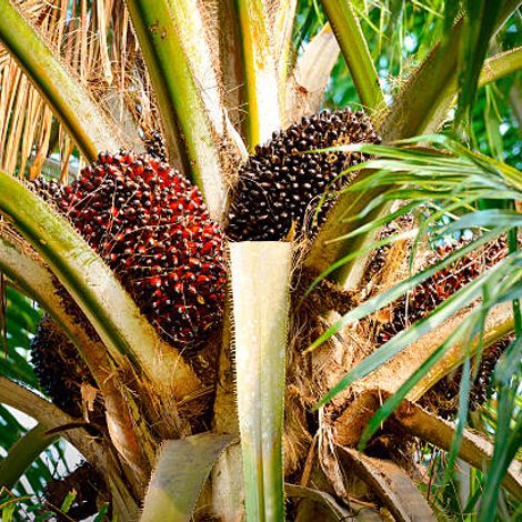 Palm Tree
