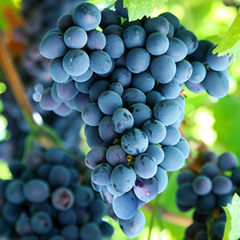 grapes.jpg