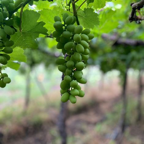 Aarya Imex - Grapes