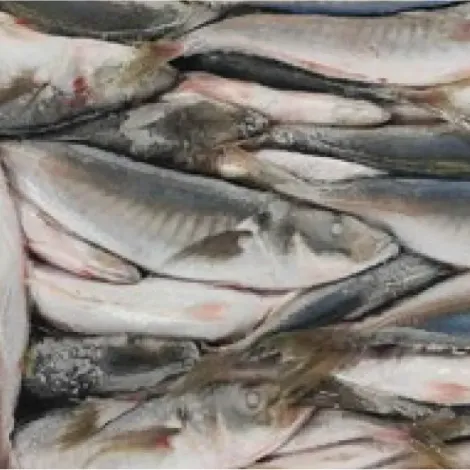 fish-blog.webp
