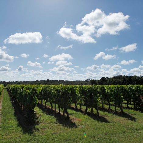Château Bel-Air_Wines_Vineyards