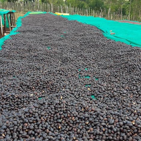 Sun dried coffee