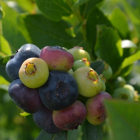 Baltic Berry Sp. z o.o.
