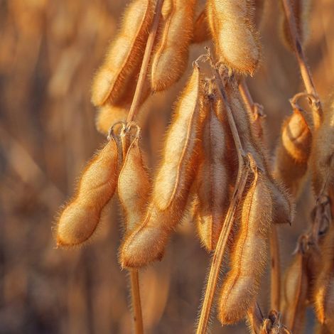 Semences Prograin Inc. - Soybeans