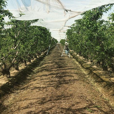 Kingsburg Orchards - Plantation