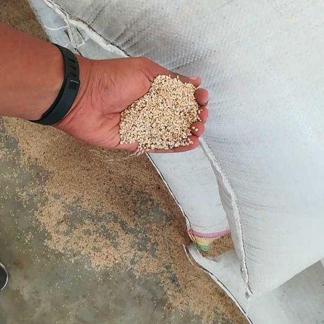 Humera Type Sesame