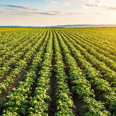 Potato plants