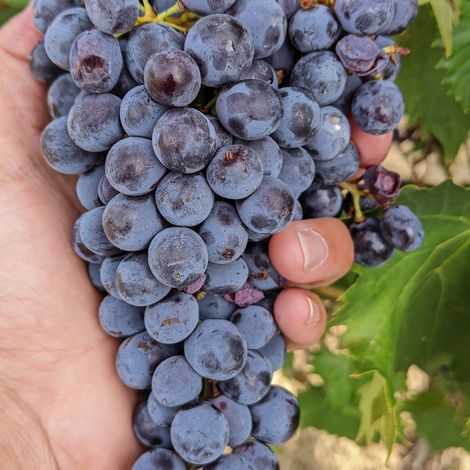Sangiovese grape