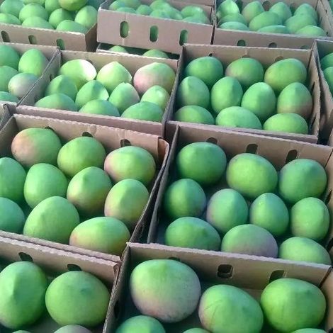PROFRESH EXPORT LTD