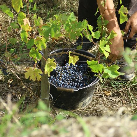 Château Bernateau - Product