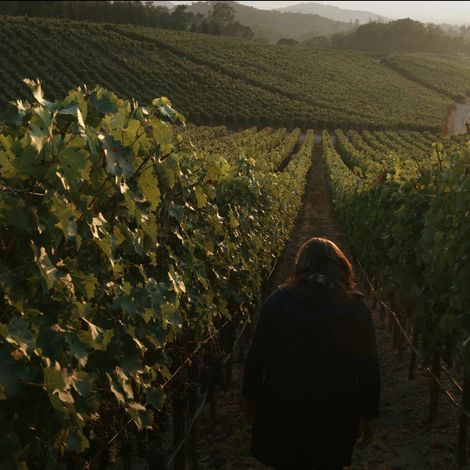Palmaz vineyards.jpeg