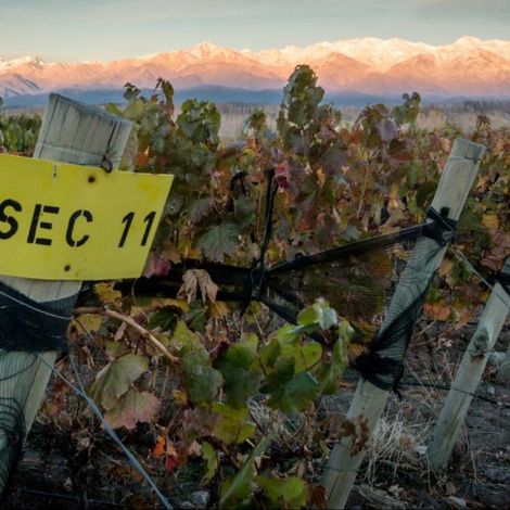 Gouguenheim Winery - Vineyard