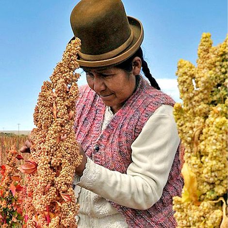 Comrural XXI S. R. L. -Quinoa Seeds