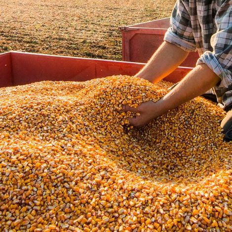 Semolina Azteca Milling