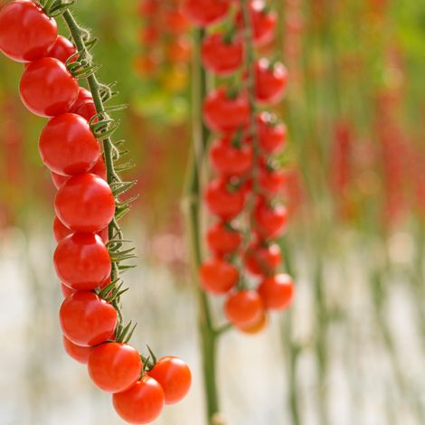 Vittoria tomatoes