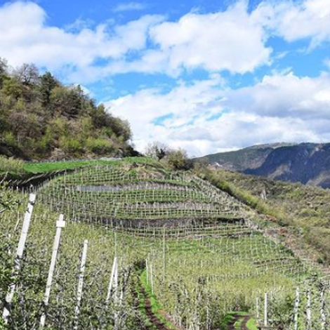 Nalserbacherkeller - Vineyard