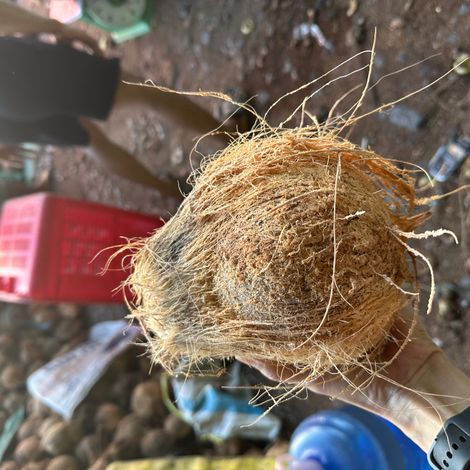 Semi husked coconut grade A