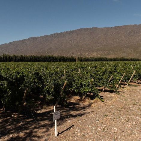 Xumek_Wine_Vineyards