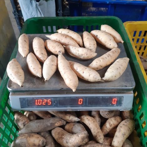 Warehouse of Sweet Potato