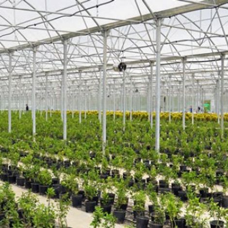 Eziz-Dag Tomato Production