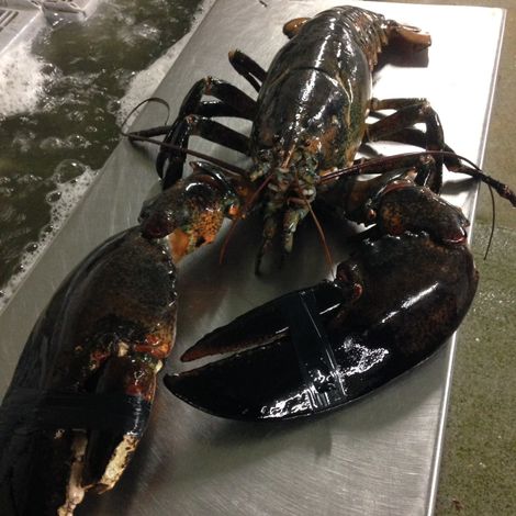 Boston Lobster Company
