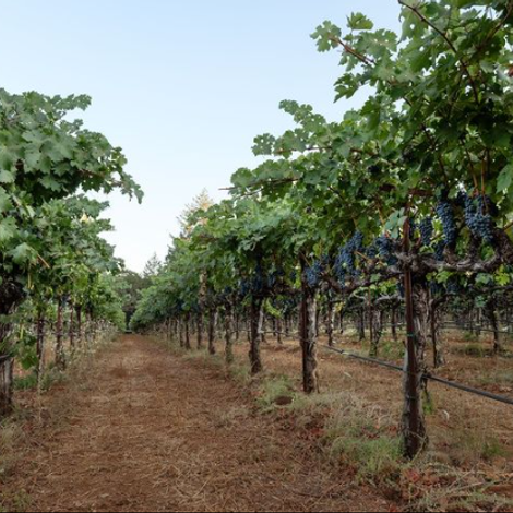 FRIAS Family Vineyard