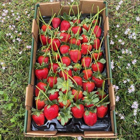 Always Fresh Farms LLC