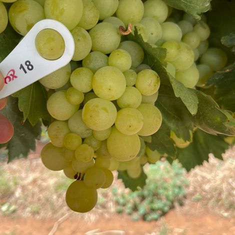 Valley Fresh Exports_Table Grape_Menindee