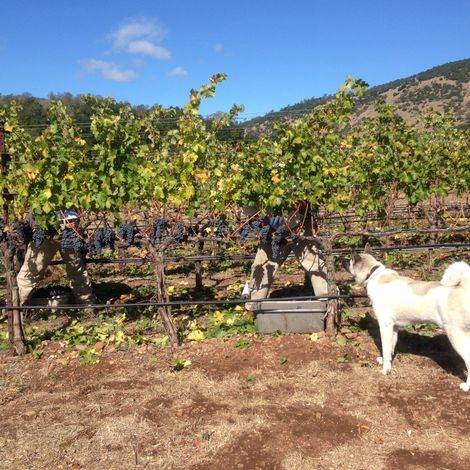 Harbison Estate Wines