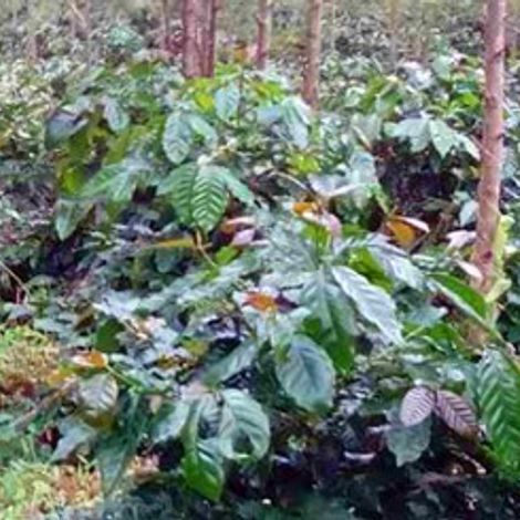 Green Land Coffee Plantation - Plantation