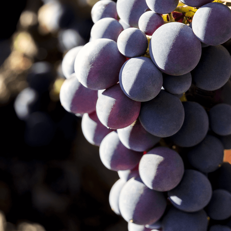 HI_RES_Final_MG_3912_Lava Cap - Grapes.png