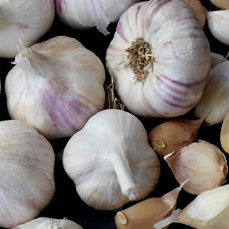 ALB-GARLIC