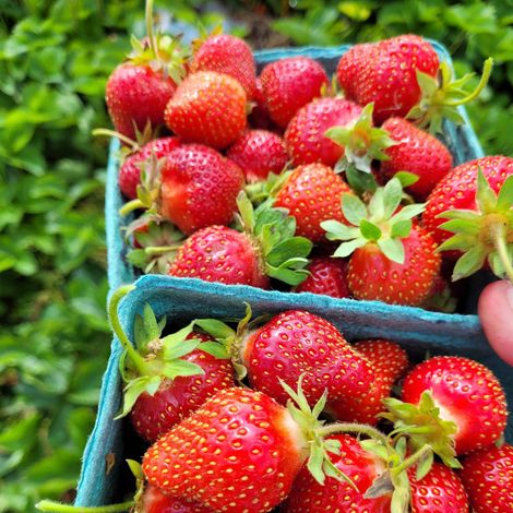 Mapleton's Organic Dairy