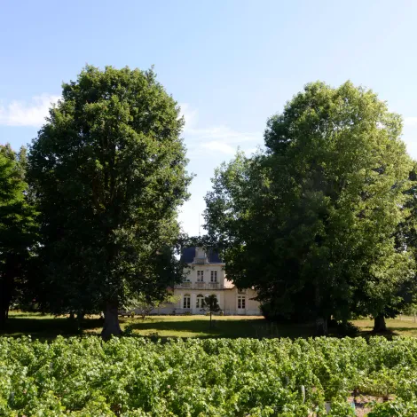 Château Grand Clapeau Olivier