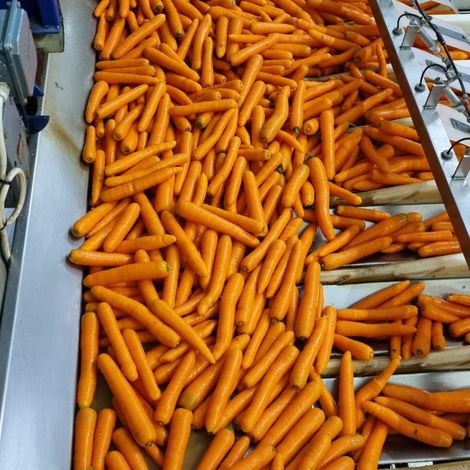 Fresh Carrot Sorting Line