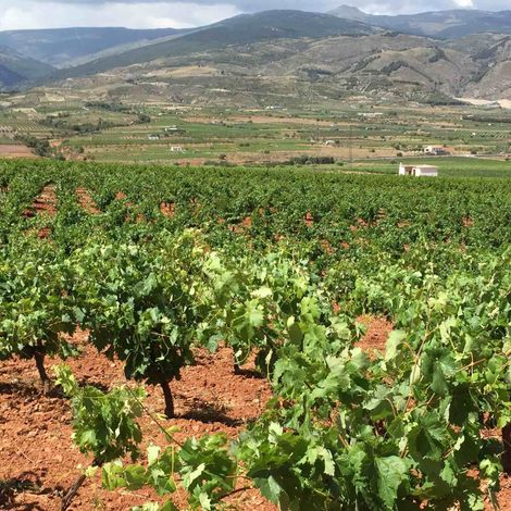 Vineyards