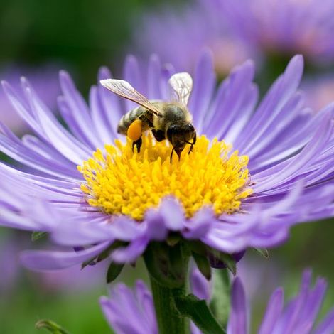 Bees