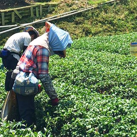 RENAISSANCE OF TASTE TEA CULTURAL CENTER CO., LTD. - Plantation