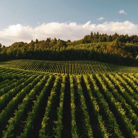 Kerr vineyards.jpg