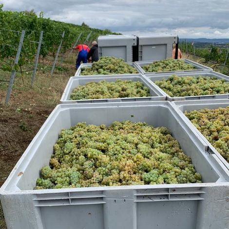 Winery Drescher - Wine Grapes