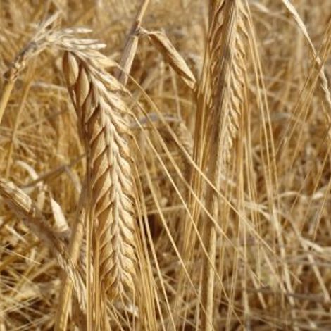 Crisp Malting Group Limited