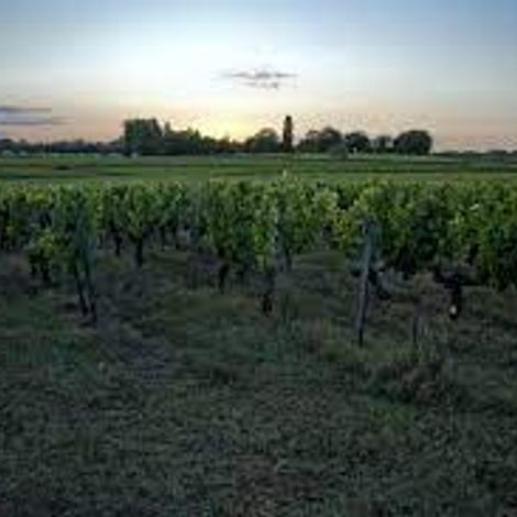 Château Anthonic vineyard 2.jpg