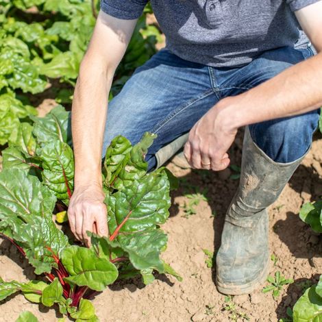 growing-chard-field.jpg