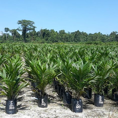 BEWANI OIL PALM PLANTATIONS LIMITED
